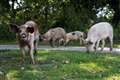 Hundreds of pigs released in annual pannage to hoover up New Forest acorns