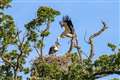 Wild white storks hatch in UK for first time in centuries