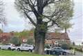 Village’s 265-year-old oak tree could be felled