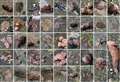 ‘I photographed 77 piles of dog poo in 40-minute family walk along Kent coast’