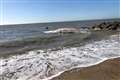 40ft whale washes up on Essex beach