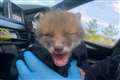 Bobby the wounded fox cub has brush with the law