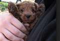 Unlicensed puppy breeder slapped with court injunction