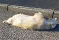 Albino badger killed on road