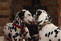 Brave dalmatian