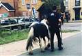 Horses found charging down streets