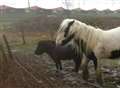 Horses are being rescued from flooded fields