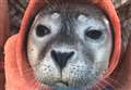 How to spot and protect Kent's seals 