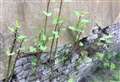 County’s Japanese knotweed hotspots revealed