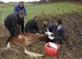 Vets and RSPCA treat injured foal