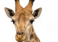 Join the giraffes to learn about conservation