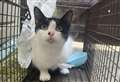 Cat found among communal bins with plastic bag around neck