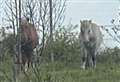 Free-roaming horses recovered by police