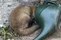 RSPCA’s ‘best rescues’ of 2020 include fox with head stuck in watering can