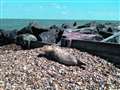 Herne Bay beach visitor causes