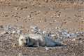 First grey seal pup of the season born at England’s largest colony