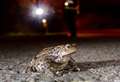 Help a toad cross the road