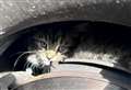 Kitten travels 122 miles inside wheel of a car