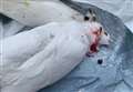 Pet doves shot and killed with 'catapult'