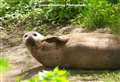 Bradley the Seal gives a wave for the cameras