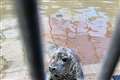 Over-friendly wild seal in rehab after being fed by beachgoers