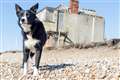 Sheepdog finds his sea legs after starting job with ferry commute