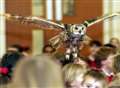 Pupils' attention held by birds of prey