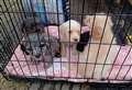 Callous owners ‘left puppies to die in wooden box with lid nailed shut’