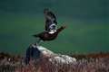 Grouse shooting to be licensed in Scotland