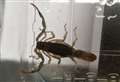 Venomous scorpion leapt out of suitcase