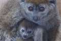 Rare lemur born at British zoo