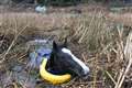 Horse ‘recovering well’ after getting stuck up to neck in deep swamp