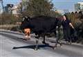 Bull rescued after getting stuck down 15ft ditch