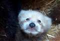 ‘Beautiful’ baby red panda dies at wildlife park