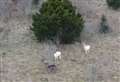 ‘We thought they were sheep!’ White deer spotted on hillside