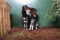 Okapi gives birth to a ‘feisty young calf’ at London Zoo