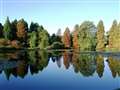 Spectacular autumn trees