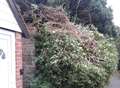 'Dangerous' delay over fallen ivy in Church Path