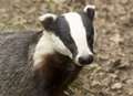 Road SETT to close after damage by badgers