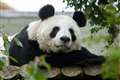 New cub hopes after sole UK female giant panda artificially inseminated