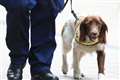 Research into Covid-19 detector dogs begins