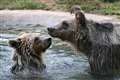 Two rescued brown bear cubs arrive at new home in Kent