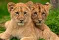 First pictures of new lion cubs at Kent zoo