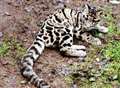 clouded leopards