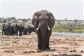 Scent trails could boost elephant conservation, study suggests