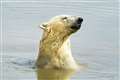 Global warming could see most polar bears disappear from Arctic by 2100 – study