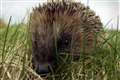 Help preserve hedgehog numbers by boosting legal protection, Tory MPs urge