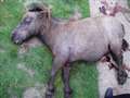 Pony was stabbed to death - RS