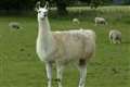 Engineered llama antibodies neutralise coronavirus, study suggests