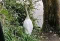 Firearms officers called to help ‘confused’ swan on motorway